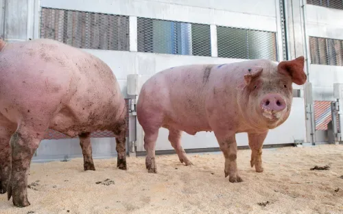 2019-09-04-venneker-schweine-verladung-065.jpg