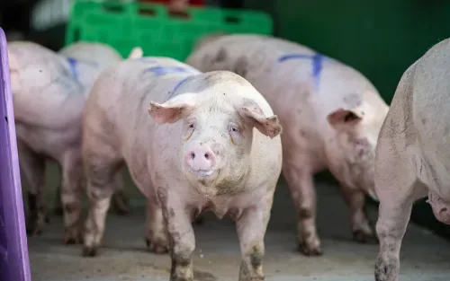 2019-09-04-venneker-schweine-verladung-071.jpg