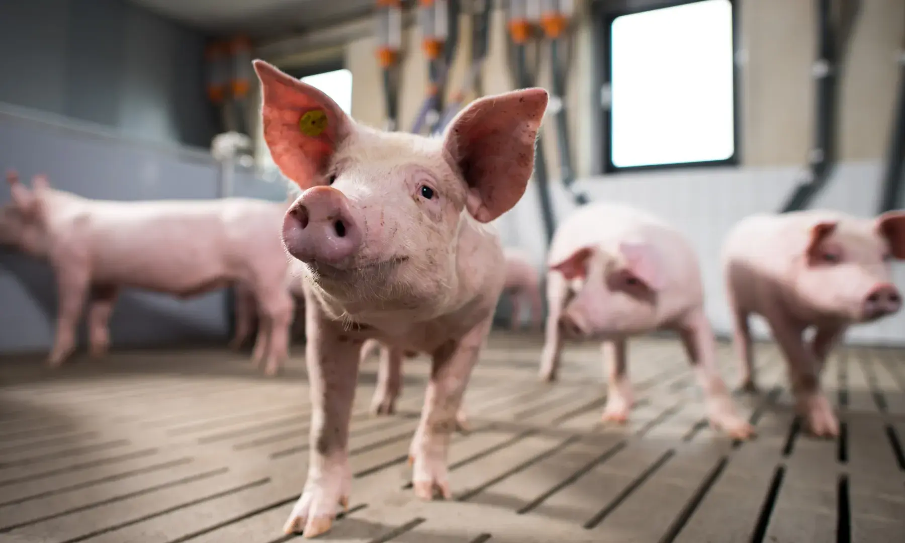 16.05.2025 Fachforum Schwein- und Gefl&uuml;gelmast | Sei mit dabei!