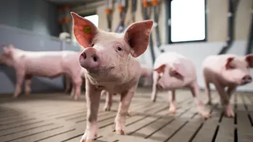 16.05.2025 Fachforum Schwein- und Gefl&uuml;gelmast | Sei mit dabei!