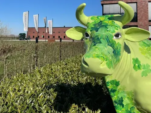 "Die K&uuml;he sind los"