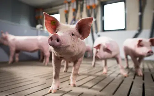 16.05.2025 Fachforum Schwein- und Gefl&uuml;gelmast | Sei mit dabei!